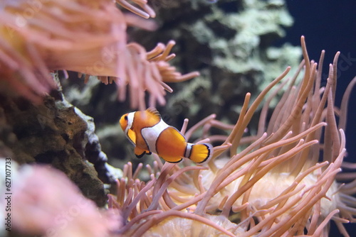 Fish at the Shedd Aquarium in Chicago, IL photo