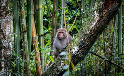 Fototapeta Naklejka Na Ścianę i Meble -  Formosan rock macaque