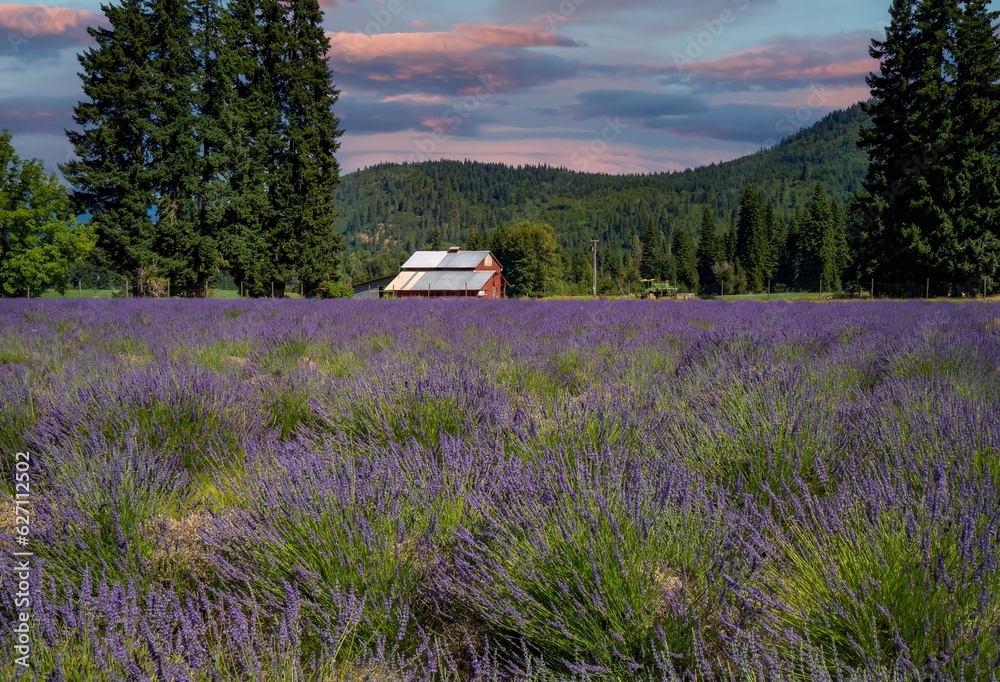 A brilliant lavender flower field with a red barn in the background nedar Parkdale Oregon A brilliant lavender flower field with a red barn in the background nedar Parkdale Oregon