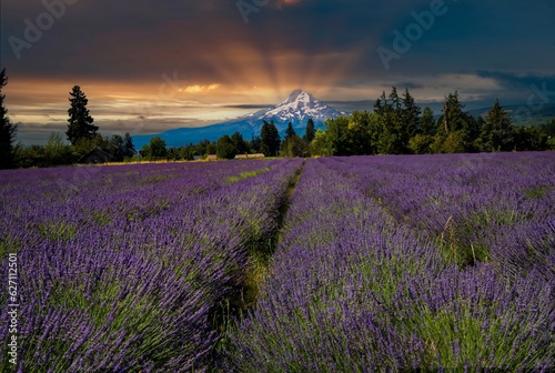 A brilliant lavender flower field with an abandoned cabin and Mt Hood in the background nedar Parkdale Oregon