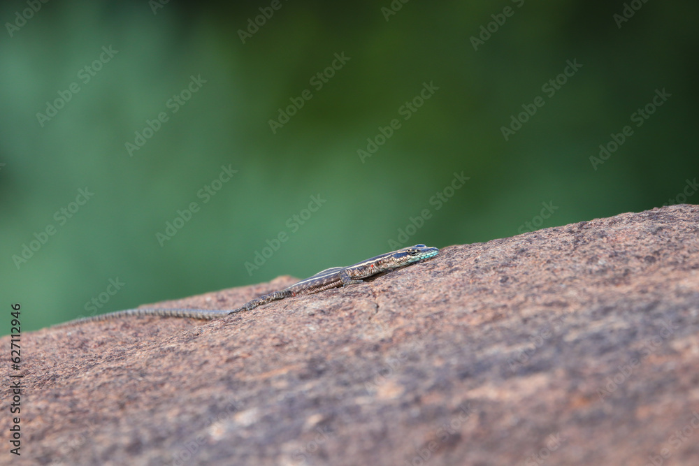 Common Flat Lizard Basking On Granite Rock (Platysaurus intermedius)