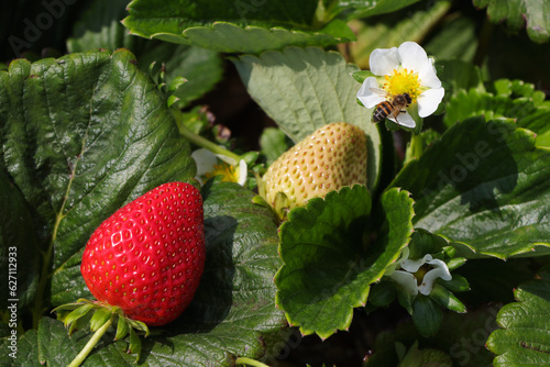 Cape Honey Bee (Apis mellifera capensis) Pollenating A Strawberry Flower