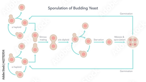 Sporulation and life cycle of budding yeast biology vector illustration diagram