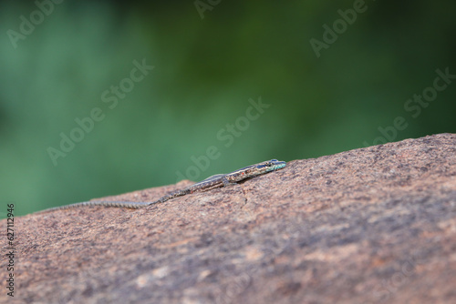 Common Flat Lizard Basking On Granite Rock (Platysaurus intermedius)