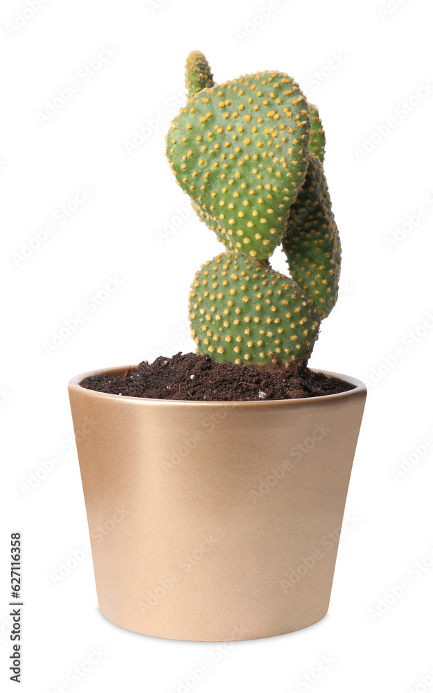 Beautiful Opuntia cactus in pot on white background Beautiful Opuntia cactus in pot on white background