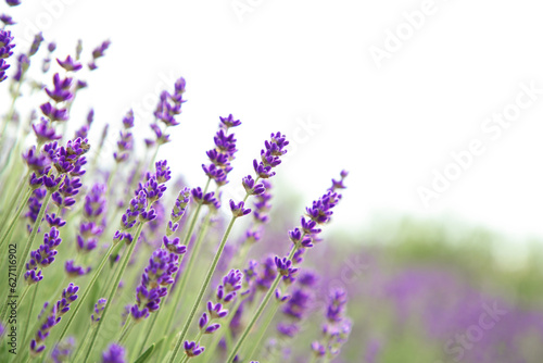 Beautiful blooming lavender growing outdoors  closeup. Space for text