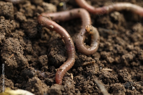 Worm on wet soil, closeup. Terrestrial invertebrates