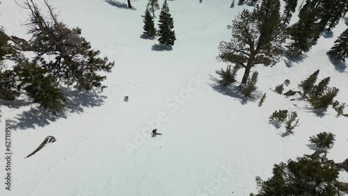 Aerial drone birds eye view of skier skiing down Mammoth Mountain slope back country winding through trees 