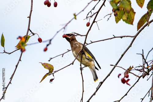 Juvenile Cedar Waxwing eating a berry