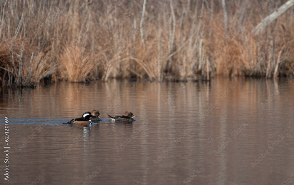 Hooded Merganser Hooded Merganser
