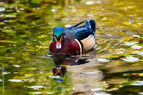 Wood Duck Drake looking at his reflection
