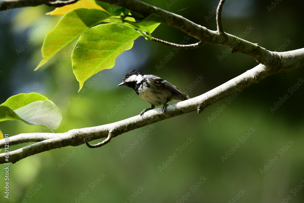 Naklejka premium 太い枝に止まる夏のヒガラ