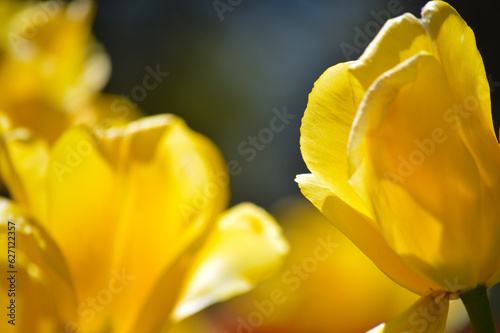 yellow tulip closeup