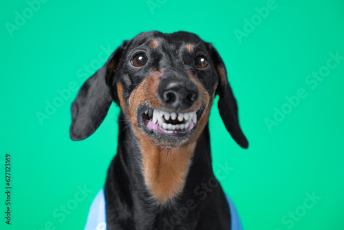 Portrait of elderly dachshund dog with wolf grin healthy white teeth, fangs. Rabies in dog, aggressive behavior, vaccination. Advertisement for dental implantation in elderly pets, dentistry, orthodon