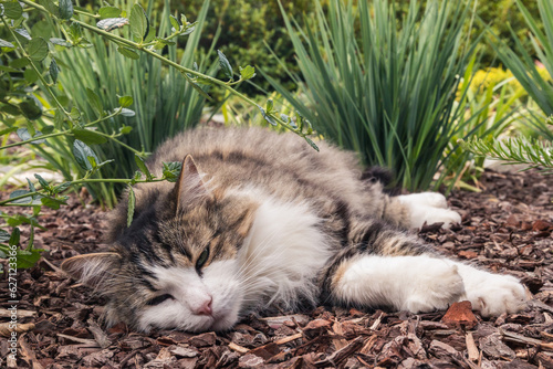 closeup of a sleepy tricolour longhair tabby cat lying on mulch in ornamental garden photo