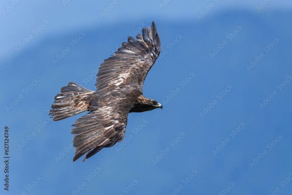 Obraz premium 青い山並みをバックに悠然と飛ぶイヌワシ成鳥