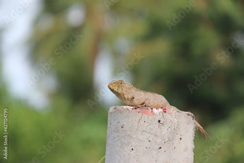 Pictures of graceful lizards in Thailand
