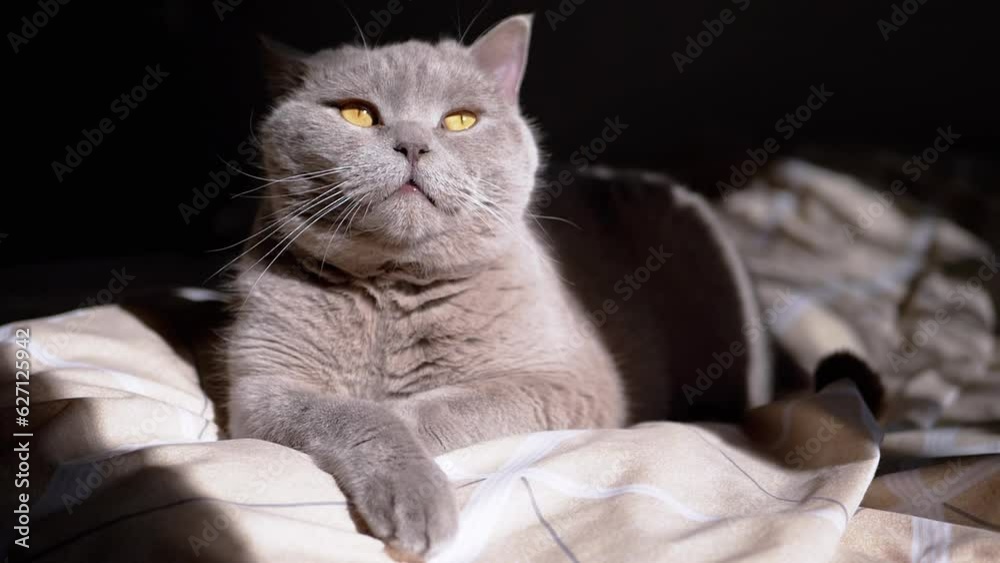 Portrait of a Gray Fluffy Cat Lying on a Bed in the Morning in Rays of ...