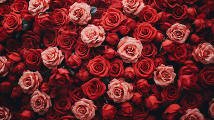 Natural fresh red roses flowers pattern wallpaper. top view, Red rose flower wall background. 