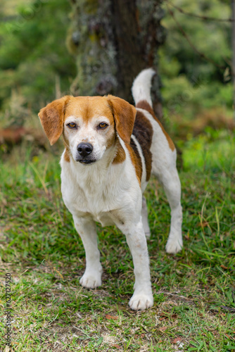 beagle dog portrait in farm