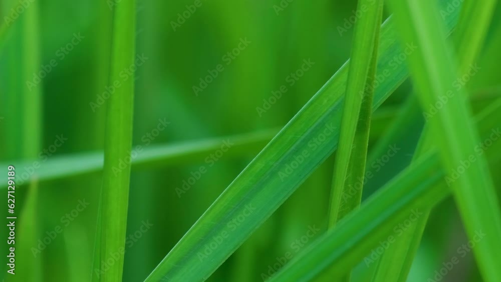 A tiny meadow grasshopper jumping from a blade of grass on a crisp spring morning A tiny meadow grasshopper jumping from a blade of grass on a crisp spring morning