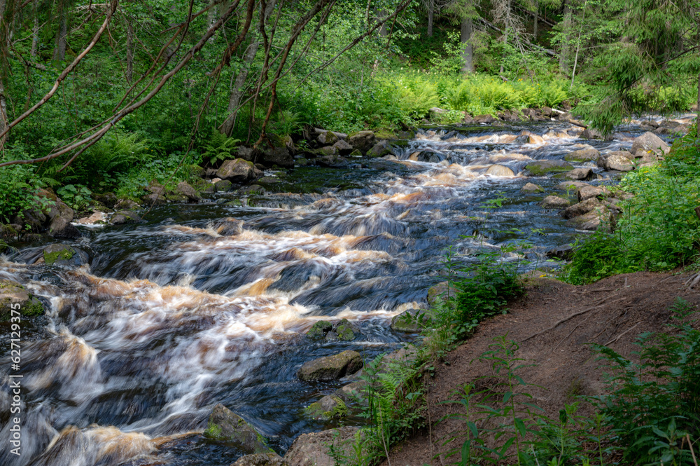 stream in the forest stream in the forest