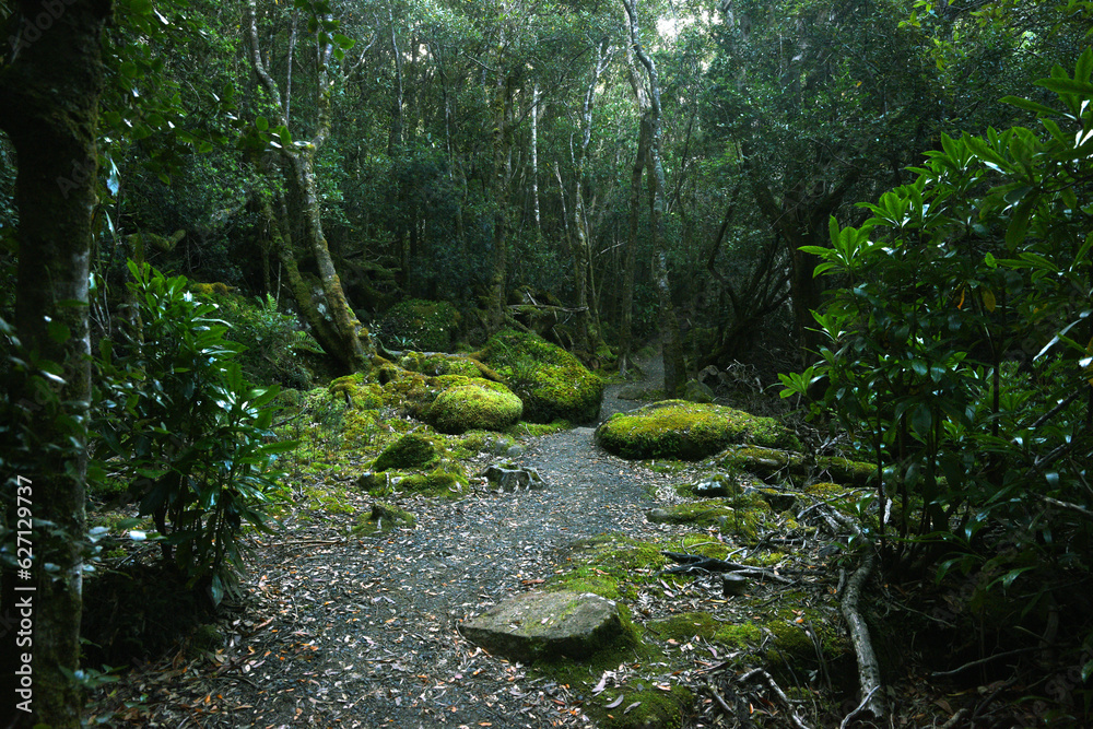Obraz premium landscape portrait of a lush dark enchanted forest with lush mossy plants and ferns, along the three cape hike trail pathway in Tasmania Australia