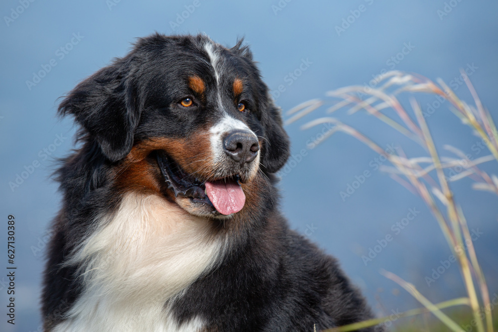 Close-up portrait of a beautiful Bernese Mountain dog in a mountain side landscape, staring sidesays, with mountains in the background and a city in the valley below.