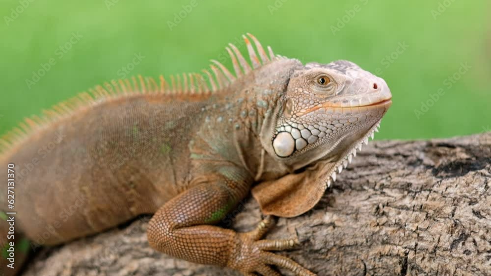 lizard, animal, green lizard with blur background
lizard, animal, green lizard with blur background