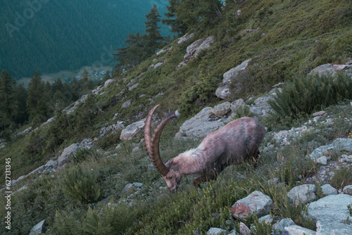 Alpine ibex bouquetins  photo