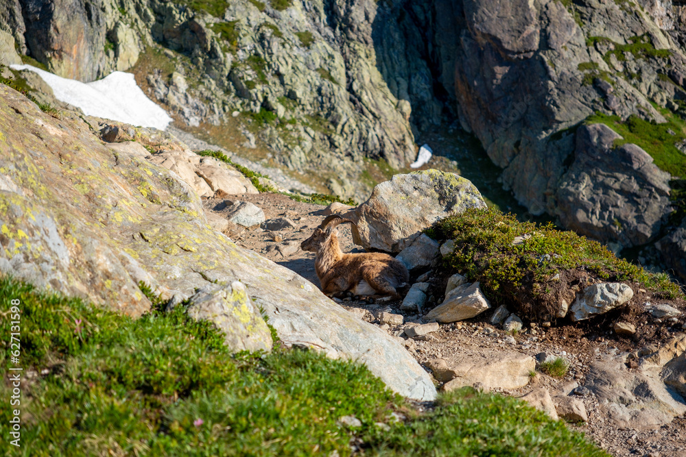 Alpine Ibex/Bouquetins laying down on the trail