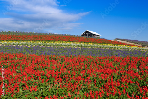 かんのファームの花畑