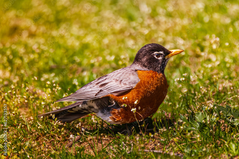 An American robin perching on the grass and looking for some worms An American robin perching on the grass and looking for some worms