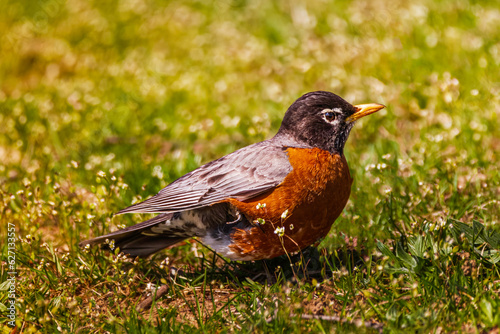 An American robin perching on the grass and looking for some worms
