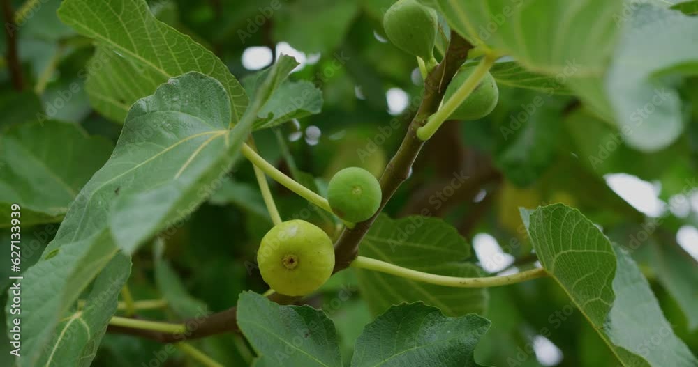 green figs tree with lots of lush green trees all around it and other figs in the background. Close up slow motion shots. green figs tree with lots of lush green trees all around it and other figs in the background. Close up slow motion shots.