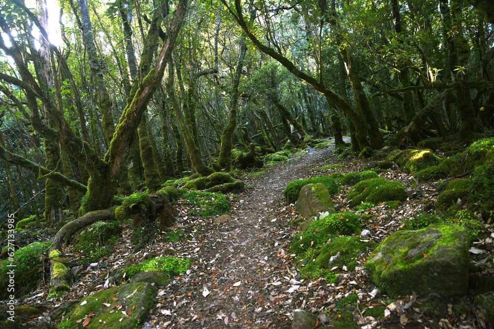 landscape portrait of a lush dark enchanted forest with lush mossy plants and ferns, along the three cape hike trail pathway in Tasmania Australia