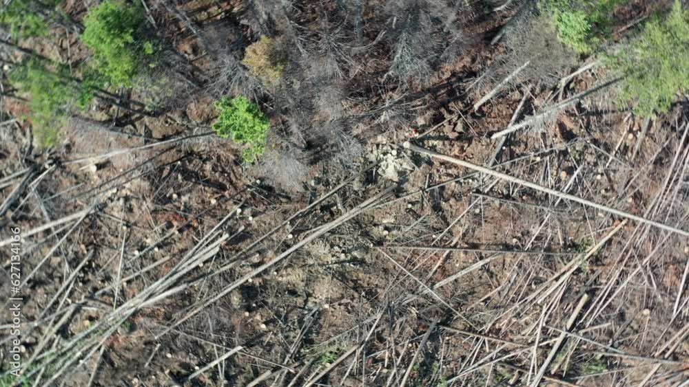 Aerial View of a Lumberjack Felling Spruce Trees Aerial View of a Lumberjack Felling Spruce Trees