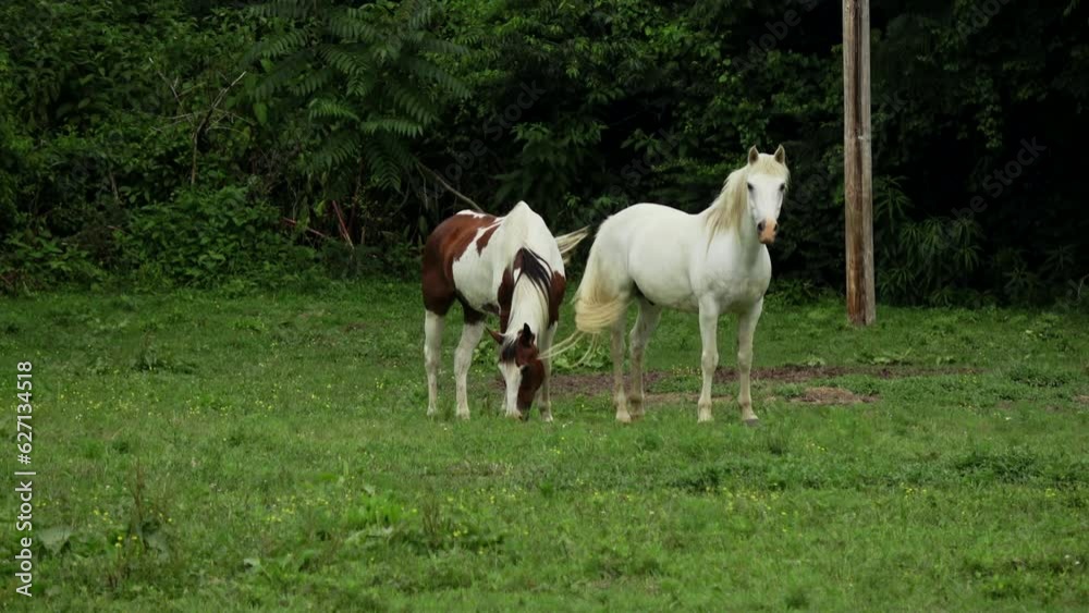 Two horses in a pasture 4k exterior day Two horses in a pasture 4k exterior day