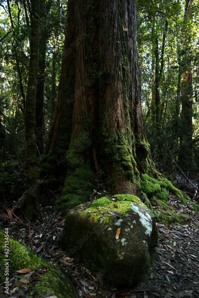 landscape portrait of a lush dark enchanted forest with lush mossy plants and ferns, along the three cape hike trail pathway in Tasmania Australia landscape portrait of a lush dark enchanted forest with lush mossy plants and ferns, along the three cape hike trail pathway in Tasmania Australia