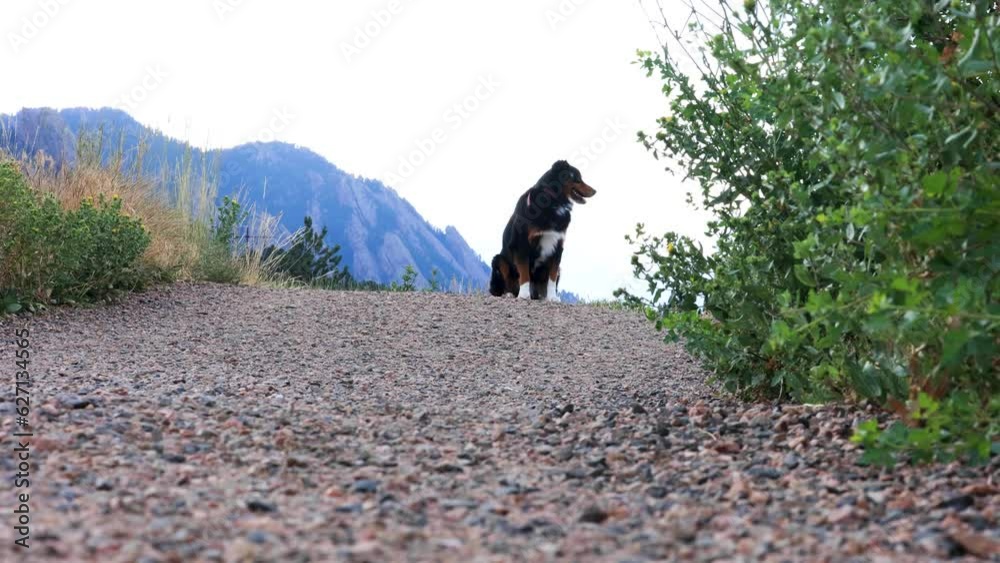 Keep Dogs Away from Snakes, Dog Staying Away from Snake, Trained Dog ...