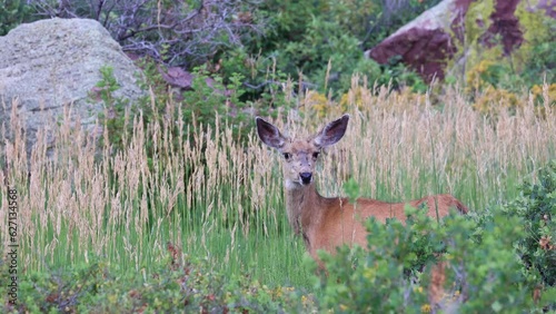 Mule Deer Doe in Boulder Colorado, Wildlife of Eldorado Canyon During Summer, Wild Deer in Field of Tall Grasses and Scrubs photo