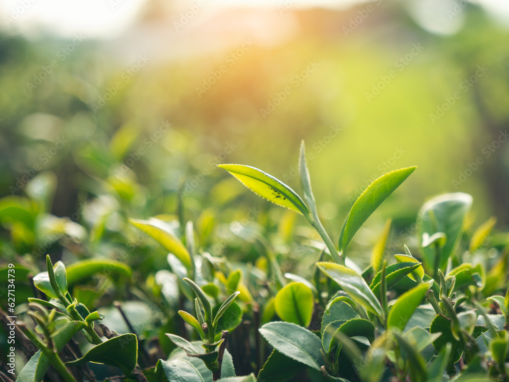 Fototapeta premium Green tea tree leaves field Fresh young tender bud herbal in farm on summer morning. Sunlight Green tea tree plant camellia sinensis in organic farm. Close up Tree tea plant green nature in morning