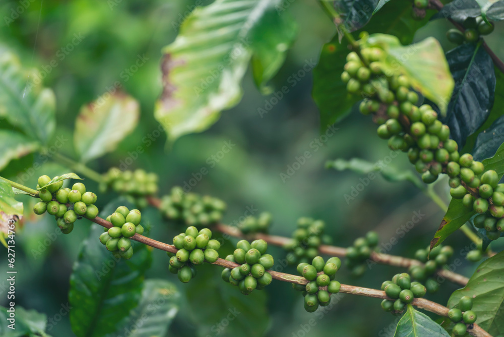Close up Green seed berries harvest arabica coffee garden. Green coffee bean berry plant fresh raw seed coffee tree growth in eco organic farm. Fresh coffee bean green leaf bush ecology berry plant Close up Green seed berries harvest arabica coffee garden. Green coffee bean berry plant fresh raw seed coffee tree growth in eco organic farm. Fresh coffee bean green leaf bush ecology berry plant