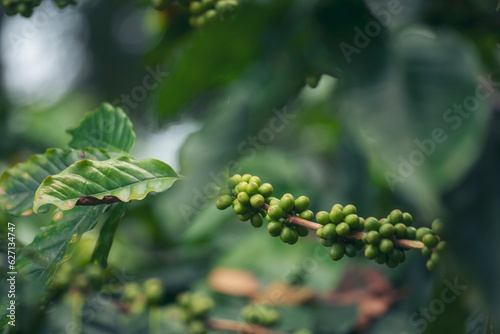 Fresh raw coffee bean green leaf bush ecology berry plant. Green coffee bean berry plant fresh raw seed coffee tree growth eco organic farm. Close up Green seed berries harvest arabica coffee garden