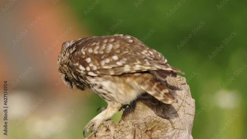 Little Owl steenuil on wood log jumps down to eat. Close-up shallow depth Little Owl steenuil on wood log jumps down to eat. Close-up shallow depth