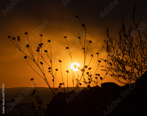 Silhouette of Flowers at Sunset