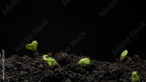 Small plants growing up in dirt under ground time lapse 4k footage. photo