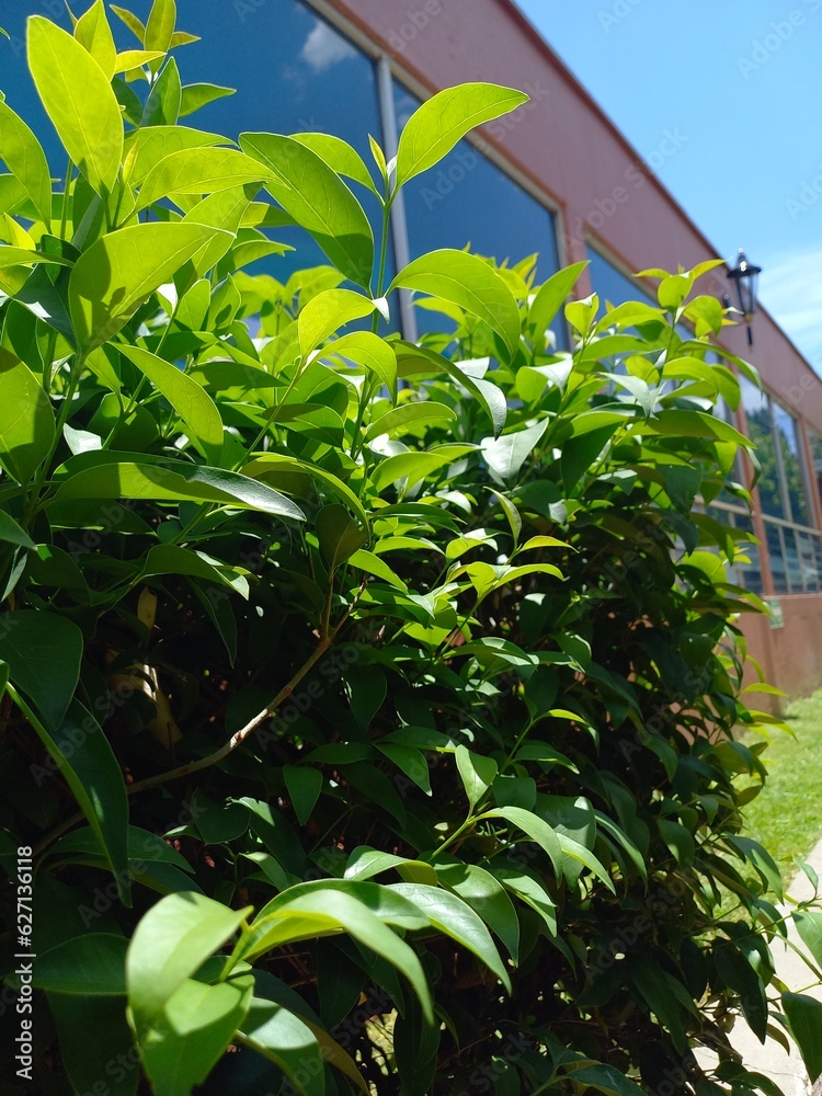 Obraz premium leaves on a wall