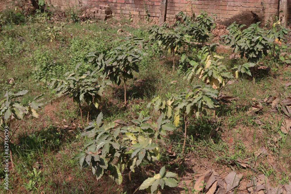 coffee tree plant on farm
