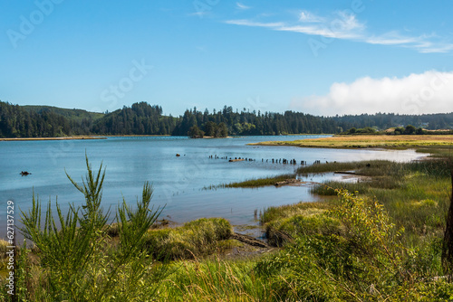 Riverbank of Siuslaw River in Oregon in summer